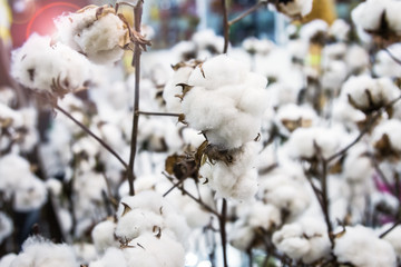 bushes plants cotton with white flowers growing in the field
