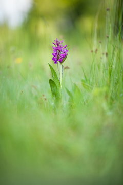 Dactylorhiza majalis. Free nature. Beautiful picture. Orchid of the Czech Republic. Beautiful photo. Wild nature of the Czech Republic. Plant. Orchids of Europe.
