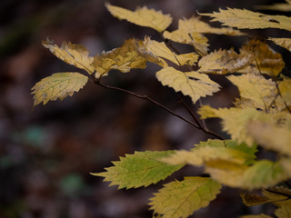 黄色に紅葉する葉