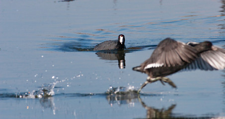 American coot watching take off 11-24-06