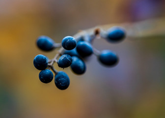 Berry bush