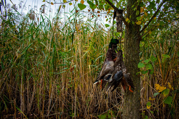Naklejka na ściany i meble Prey ducks hang on a tree after hunting