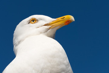 Seagull close up in Falmouth