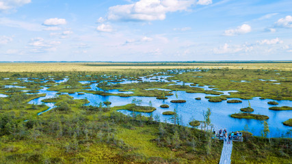 Island with trees in the swamp. Ecological aerial viewr.