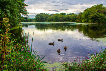 Ducks floating on pond by the Wayside Inn