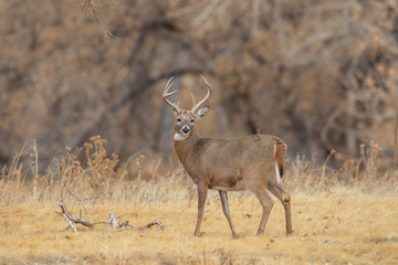 Naklejka na ściany i meble Whitetail Deer Buck in the Fall Rut