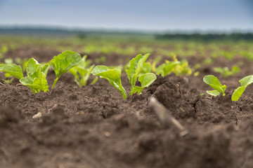  young shoots of sugar beet 