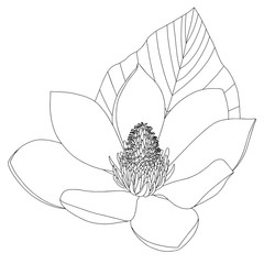 Magnolia flower sketch on white background. Floral botany. Hand drawn botanical illustration in black and white. Line art. Big floral outline vector element.
