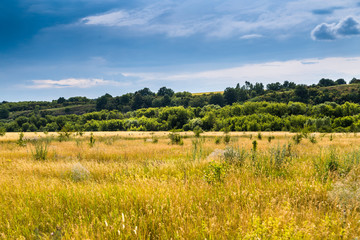 Fototapeta premium landscape with a river and trees