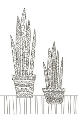 Hand drawing coloring book for children and adults. A beautiful pattern with small details for creativity. Antistress decor still life with Sansevieria house plant.