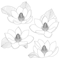 Magnolia flowers sketch set isolated on white background. Floral botany. Hand drawn botanical illustration in black and white. Line art. Big floral outline vector elements.