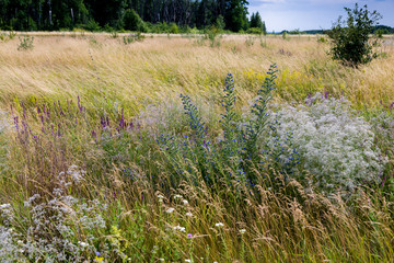Obraz premium field of gypsophila paniculata 