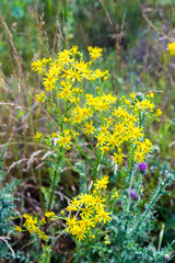 Tansy Ragwort (Senecio jacobaea) 