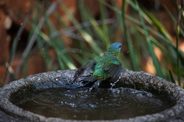 Female Blue Dacnis Bird