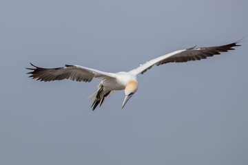 Gannet Flying