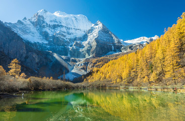 Naklejka na ściany i meble Beautiful of Zhuomala lake and Yellow pine forest in autumn with snow-capped mountain and blue sky in the background at Yading Nature Reserve, Sichuan, China