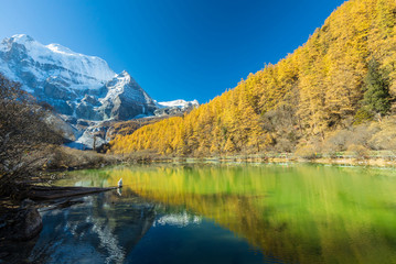 Fototapeta na wymiar Beautiful of Zhuomala lake and Yellow pine forest in autumn with snow-capped mountain and blue sky in the background at Yading Nature Reserve, Sichuan, China