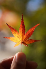 秋の楓グラデーション