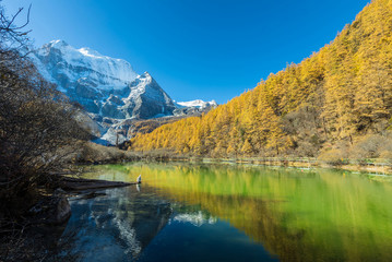 Beautiful of Zhuomala lake and Yellow pine forest in autumn with snow-capped mountain and blue sky in the background at Yading Nature Reserve, Sichuan, China