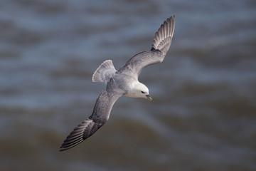 Fulmar Flying