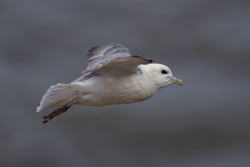 Fulmar Flying
