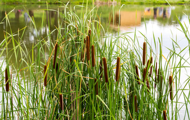  field of typha angustifolia papyrus dense in wetland (L. Typha angustifolia) 