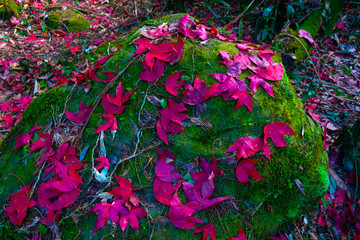 Fallen red maple leaves on the stone at green moss