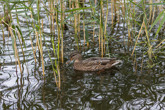 Nice Urban Duck hiding in reed