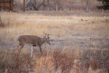 Obraz na płótnie Canvas Whitetail Deer Buck in the Fall Rut