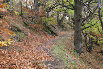 Naklejka premium Wandern auf dem Urwaldsteig Edersee
