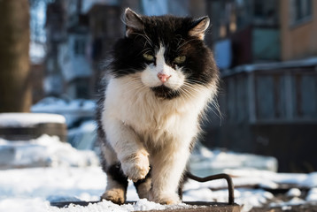 A sad stray cat freezes on a sewer hatch.