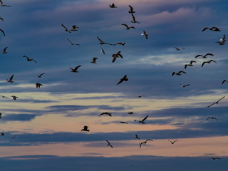 A Colony of Seagulls Watches for Bait Fish