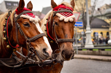 Two beautiful horse in a christmas day city. Portrait of horse