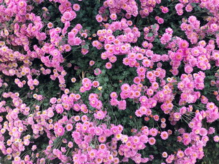 Pink Chrysanthemum flower in the garden background