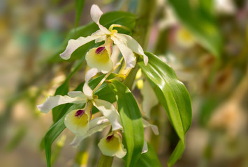 Close-up of orchid flower, Dendrobium
