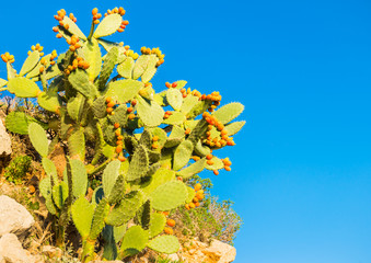 Prickly pear cactus with orange fruits against the blue sky
