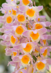 Fototapeta na wymiar Close-up of orchid flower, Dendrobium palpebrae Lindl., Dendrobium farmeri Paxton