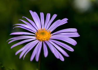 Obraz premium violet flower