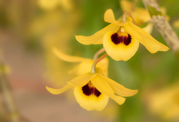 Close-up of orchid flower, Dendrobium friedericksianum Rchb.f.