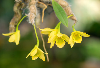 Close-up of orchid flower, Dendrobium senile C.S.P.Parish & Rchb.f.