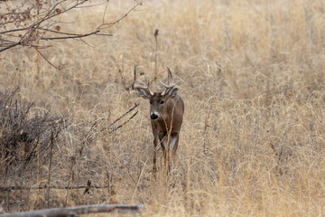 Whitetail Deer Buck in the Fall Rut