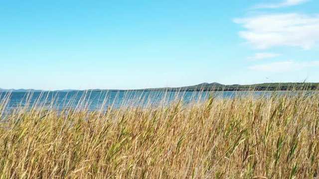 Shore of beautiful ornithological nature park and Vrana lake (Vransko jezero) in Dalmatia, Croatia, grass on wind