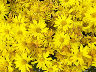 Beautiful blooming yellow chrysanthemum flowers background. top view