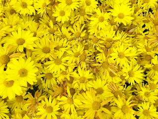 Beautiful blooming yellow chrysanthemum flowers background. top view