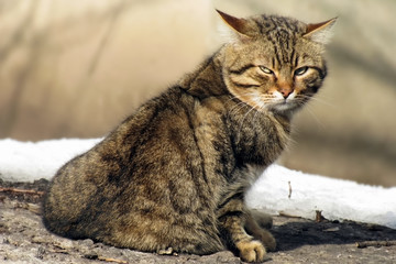 Angry and sly look of a street cat on a winter street 