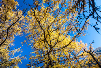 Beautiful of Yellow pine forest in autumn with blue sky in the background at Yading Nature Reserve, Sichuan, China