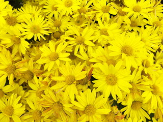 Beautiful blooming yellow chrysanthemum flowers background. top view