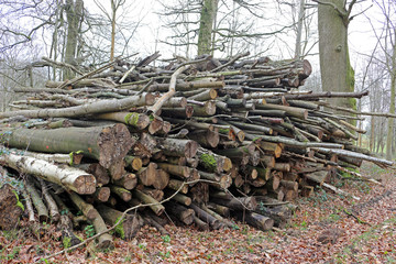 A pile of felled logs in a forest