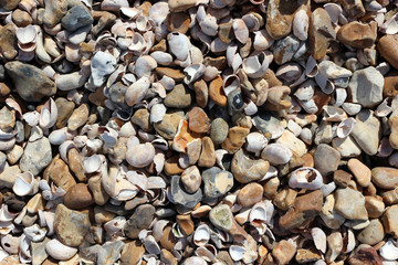 Pebbles and shells on a shingle beach