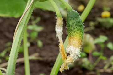 Diseased yellowed cucumber with a white rot on the branch in greenhouse